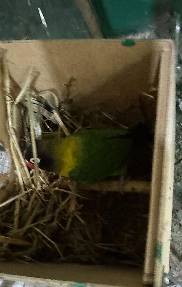 Quşlar: Məhsul: Sevgi quşları (Agapornis) Ünvan. 4 mkr dairəsi Təsvir: - — 9