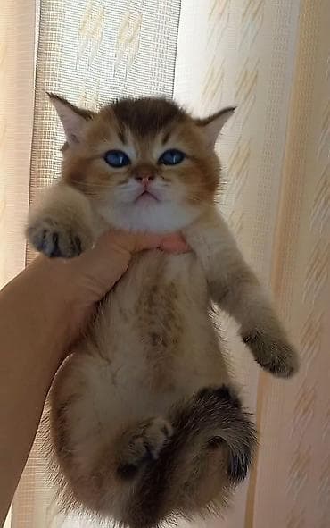 bengal pisiyi: Britan, Erkək, Dişi, Yaxşı əllərə, Ünvandan götürmə — 3