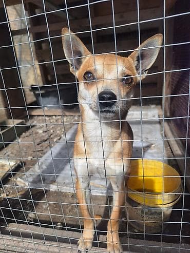itlərin sekisi: Çixuahua, 2 ay, Erkek, Peyvəndli, Ünvandan götürmə — 3