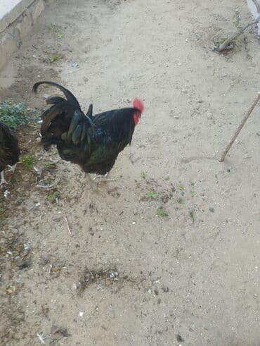 setteri it cinsi: Astralof xoruz 2 yaşı var tam sağlamdir təmiz cinsdir — 3