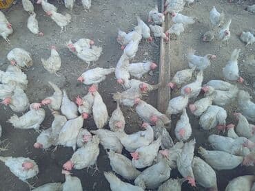 ordek yumurtası: Toyuq, Liqorin, Yumurtalıq, Ünvandan götürmə — 3