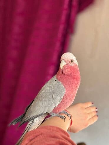 Quşlar: Kakadu Tutuqusu (Papuqay) Kakadu cinsine aid olan erkek tutuqusu — 1