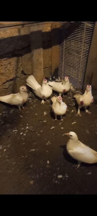 su qabi satisi: Salam 9 dene qusdun icinde tutulmada var ucan quwda var hamsim goturen — 5