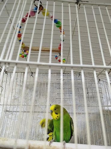 Salam bir cut papuqay satilir yuva qizdirir 8 və ya 9 yumurta qoyur