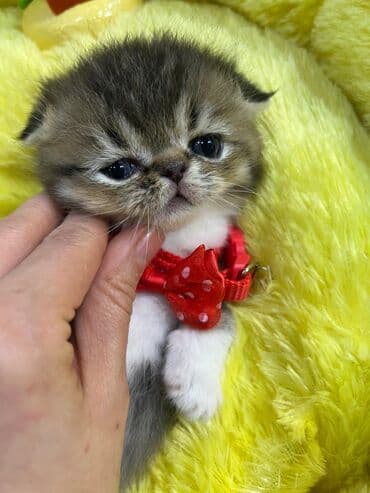 pişiklərin satışı: Şotland yastı qulaq, Erkək — 4