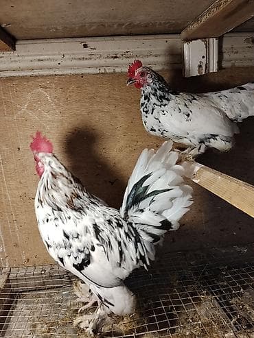 Balıqlar: YaponkalR satilir.Cutu 50 manat.Almayan bosuna yazmasin.Maraqlanan — 2