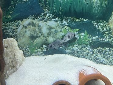 it bazari 2021: Cixlid balığı, Yırtıcı — 2