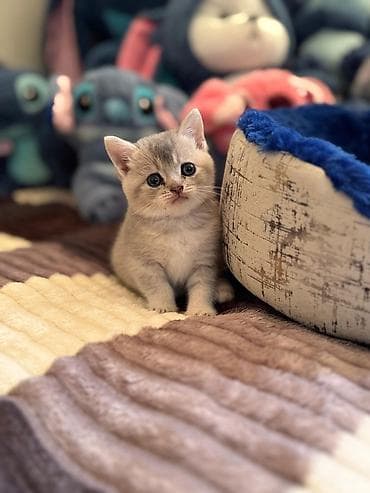 şotlan: Şotland yastı qulaq — 6