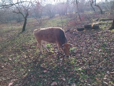 pişik satışı ucuz: Iki dogan. qisir inek satilir — 4