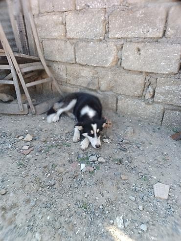 it xaski: Xaski, 3 ay, Dişi, Ödənişli çatdırılma — 2