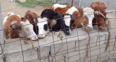 simmental ineklerin satisi: Dana, buzov, Dişi, Simental, ay: 4, 40 kq, Damazlıq — 2