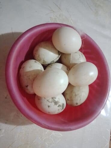 pişik su qabı: Lal prdəy yumurtaları macar sortu hal hazırda 10dənə var təzə düşüb — 6