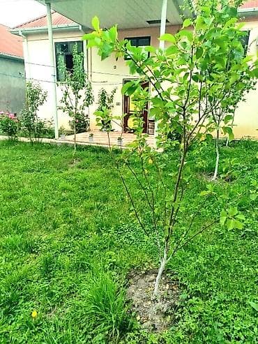zigda heyet evi: 3 otaqlı, 107 kv. m, Yeni təmirli — 4