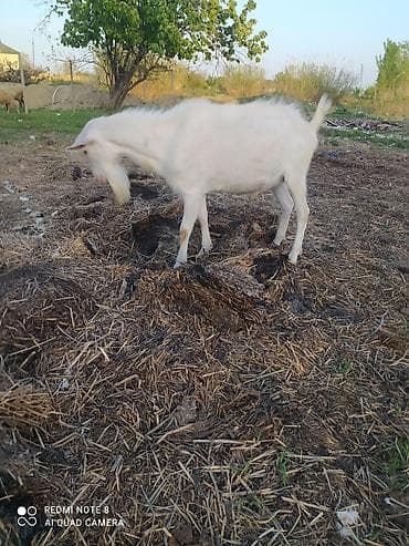 bala haski: Sanen Südlük keçi – bala ilə birlikdə - Cins: ağ südlük keçi Saanen — 6