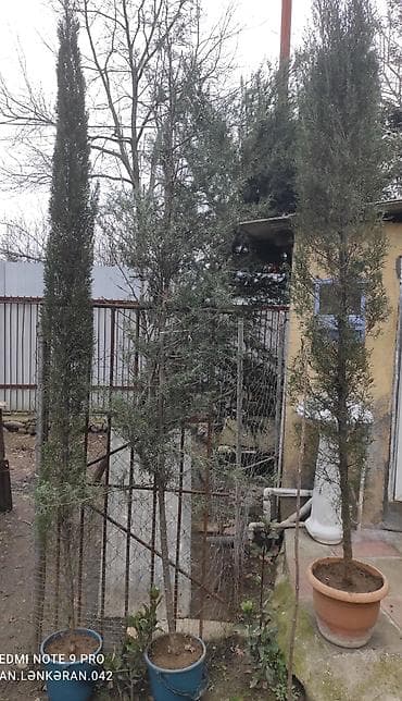 tradeskansiya bitkisi: Hündür dekorativ ardıc/kiparis fidanları - Növ: iynəyarpaqlı — 2