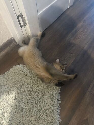 pişik tualet: Dişi, Ünvandan götürmə, Pulsuz çatdırılma, Ödənişli çatdırılma — 4