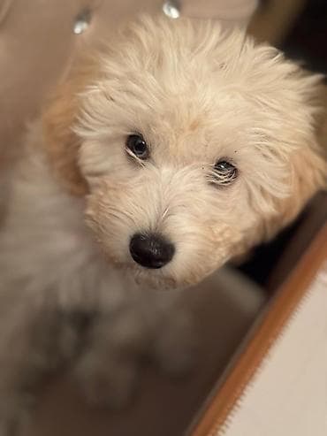 haski balasi satilir: Malta bolonka, 5 ay, Dişi, Peyvəndli — 2