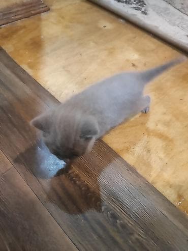 Digər heyvanlar: Britan — 6