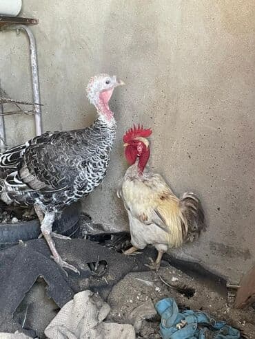 Xoruz, il: 2, Ödənişli çatdırılma, Ünvandan götürmə