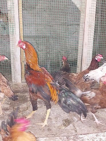 it xaltalari satisi: Heyratı xoruz 1 yaş. 60 m — 6