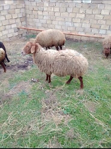 ana bala qoyun: Qoyun satılır istəyən olsa yazsın video sun atım baxın real alıcıya — 1