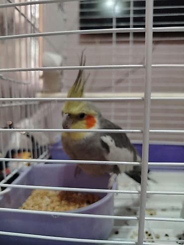 Papuqay Qəfəs yem qabıoyuncagı hər adı Ugurdur . r şeyi var Nimfa