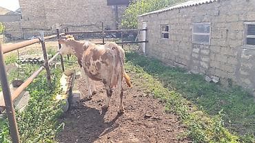 inək sortları: Diqqetle oxu. 5ci qarini dogub 1aydi balasin vermirem yani balasiz — 5