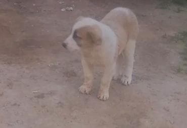 alabaý itleri: Quedbasar diwi kucuy unvan baki — 2