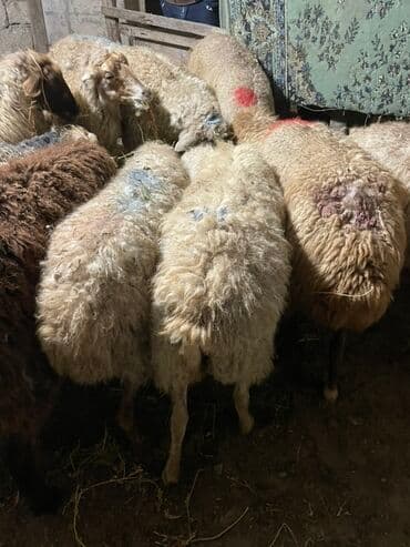 Salam heyvanlar hamısı sağlam heyvanlardı hamısı boğazdır!!! — 3