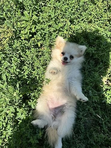 pomeranian spitz boo: Şpitz, 2 ay, Dişi — 4