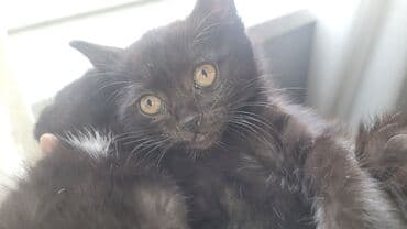 sirin pisik balalari: Yaxşı əllərə — 1