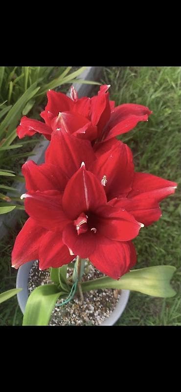 yaz gulləri: Hippeastrum (Amarillis) soğanlı dekorativ çiçəklər – bir neçə rəng və — 4
