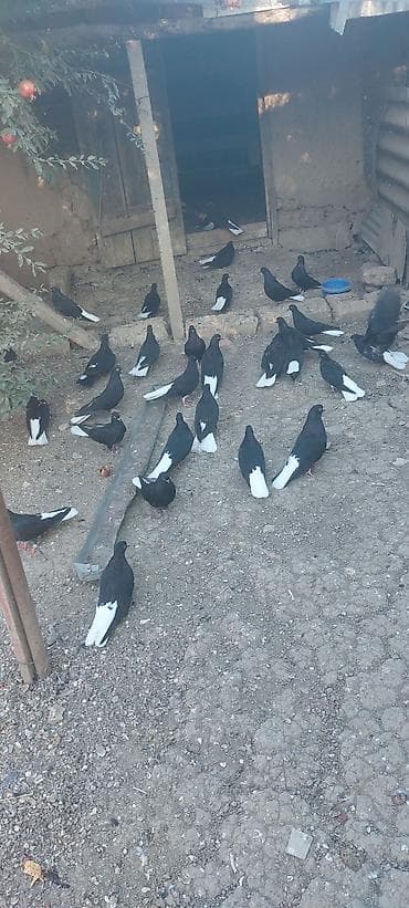 Nikalayisqi ag quyruglar 20 ededir esmeyine saglamligina cavabdehem