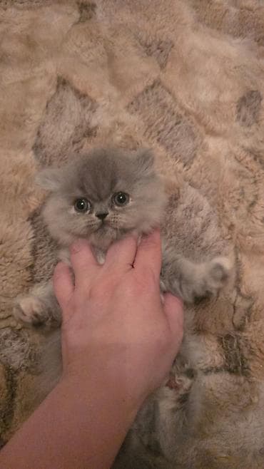 Saf tüklü, boz rəngli balaca Scottish/Persian tipli pişik balası - — 3