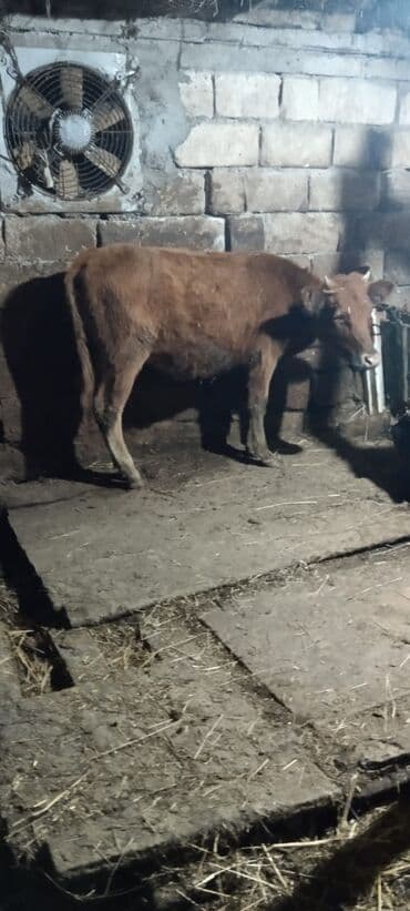 Digər kənd təsərrüfatı heyvanları: Dana, buzov, Dişi, ay: 6, 65 kq, Damazlıq, Ünvandan götürmə — 1