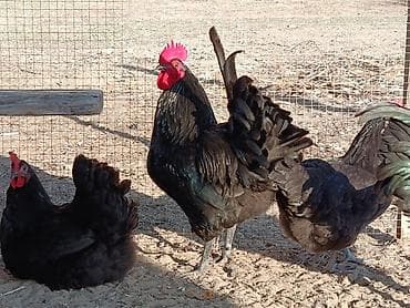 Məhsul:Alman sortu olan australorp cins 1 il 1 aylıq xoruzlar — 6