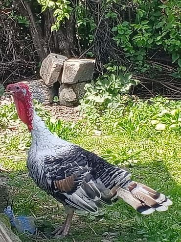 cucə və xoruz təmsil: Erkək, Damazlıq — 3