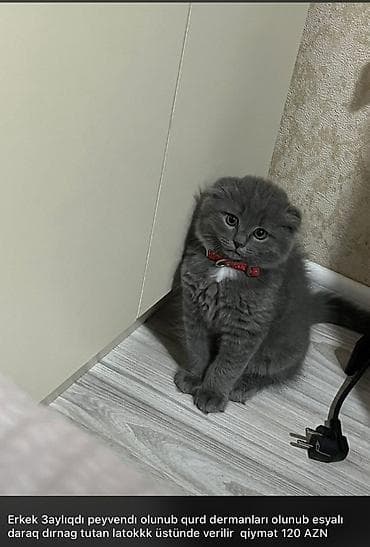 anqor pişiyi: Boz tüklü balaca pişik balası - Rəng: bərk bozumtul (təkrəng) — 6