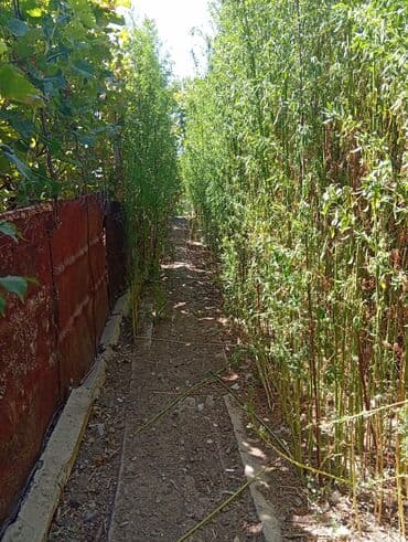 qazax rayonu: 4 otaqlı, 80 kv. m, Kredit yoxdur, Orta təmir — 11