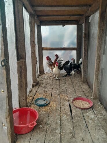 ineklerin satisi: Salam Saglam Yaponka Cuceleri Satilir 2 xoruz 3 feredi Real Alicilar — 2