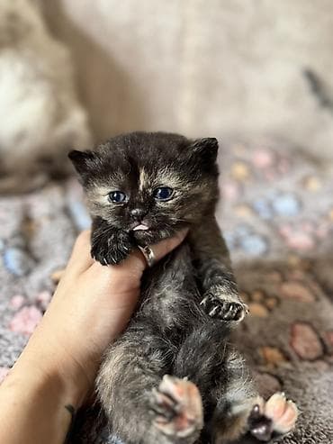 sfinks pişik: Erkək, Dişi, Yaxşı əllərə, Ünvandan götürmə, Ödənişli çatdırılma — 6