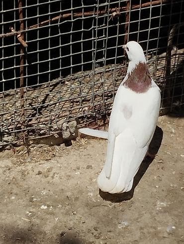 Göyərçinlər: Tutulmalaar var 5,6 dene 1ri 10m dan — 2