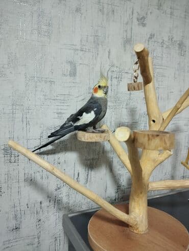 daniwan papuqay: Papuqay stend — 3