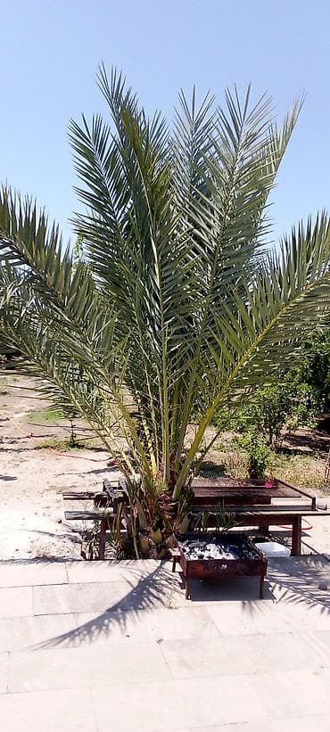 avakado agaci: Xurma ağacı palma. Qiymətlər — 3