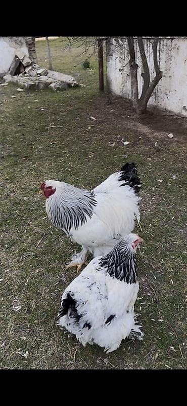 Quşlar: Toyuq, Brama, Damazlıq — 1