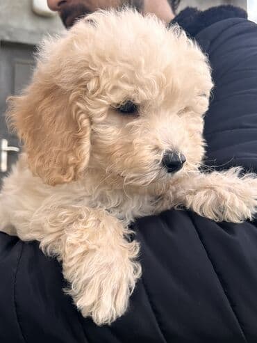 Pudel, 2 ay, Erkek, Peyvəndli, Pulsuz çatdırılma