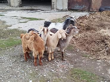 cuce satisi 2019: Satılır: keçi sürüsü - Növ: yerli keçilər (erkək və dişi fərdlər — 3