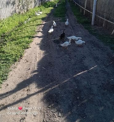 pekin ordeyi: Təbii şəraitdə saxlanılan ördək sürüsü - Növ: Ağ və qarışıq rəngli ev — 3