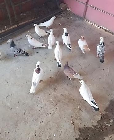 Quşlar satılır. Sağlam quşlardı. tək tək 15 Azn. Kom halda 12 Azn- dən