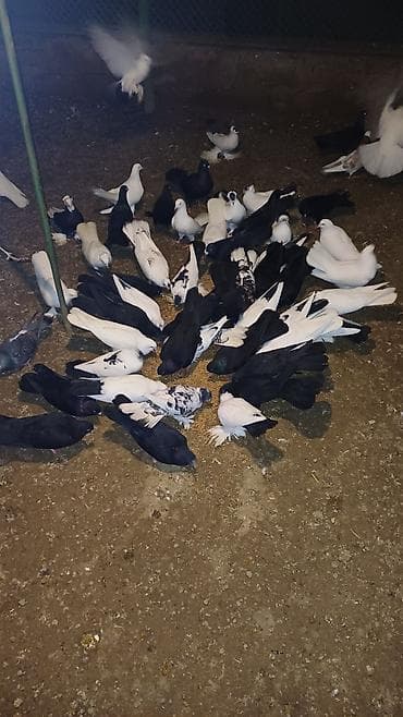 Pişiklər: Ev göyərçinləri – müxtəlif rəng və növlər - Ağ, qara və qarışıq — 4